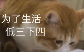 小说超级沙雕文案，小说超级沙雕文案短句